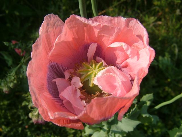 Opium Poppy – An Essential Herb
