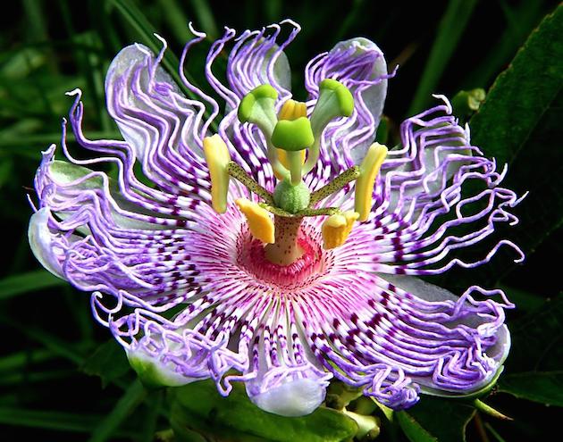 Passion Flower – Natural Remedy for Depression and Other Illnesses