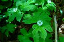 Goldenseal – Uses and Safety Facts