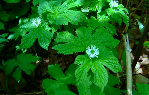 Goldenseal – Uses and Safety Facts
