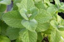 Mint – Herb that Keeps Your Breath Fresh and Your Body in Good Shape