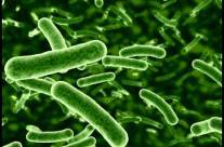 Lactobacillus – Healthy Probiotic Bacteria