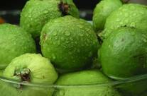 Guava – Medicinal Benefits