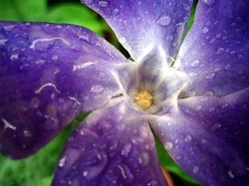 Periwinkle Plant and its Health Benefits