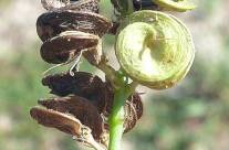Alfalfa – More Than Just a Healthy Food