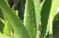 Aloe Vera Benefits – A Silent Healer and Multi Versatile Medicinal Wonder Plant