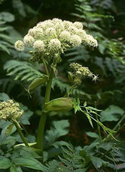 The herb Angelica sylvestris
