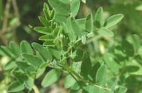 Astragalus – An Antibacterial and Anti-inflammatory Herbal Remedy