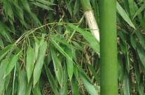 Bamboo – An Effective Home Remedy From Your Kitchen