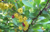 Barberry Herb – A Beautiful Shrub With Plenty Of Health Benefits