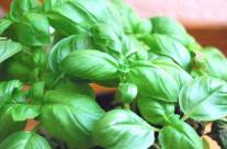 Basil – A Star Among Herbal Home Remedies
