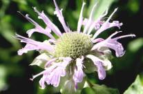 The Buzz about Bee Balm and Bees Wax