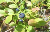 Bilberry – A Highly Effective Medicinal Herb
