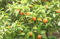 Bitter Orange – Herbal Extract with Super Medicinal Properties