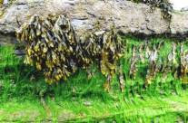 Bladderwrack Benefits – An Amazing Medicinal Healing Kelp
