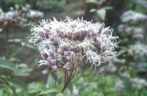 Boneset – What is this Strange Medicinal Herb?