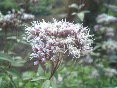 Boneset – What is this Strange Medicinal Herb?
