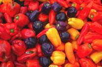 Capsicum – Numerous Health Benefits of the Pepper Plant