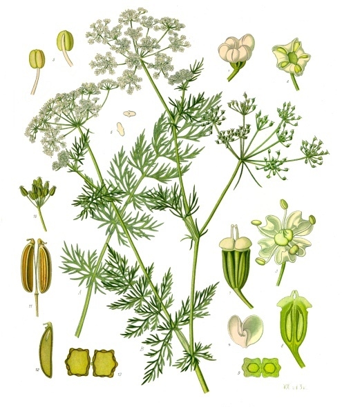 Caraway illustrated