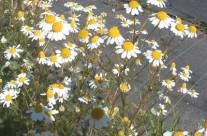 Chamomile – Home Remedies, Usages, Benefits, and Side Effects