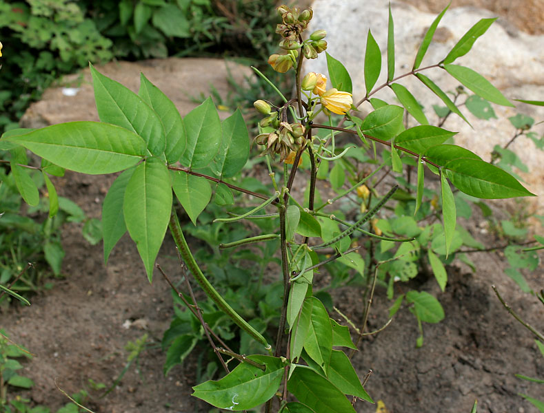 Coffee Senna herb plant