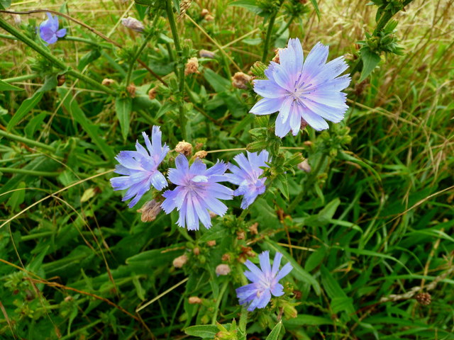 Common chicory herb flower