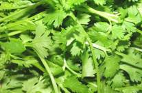 Coriander – Home Remedies and Benefits