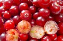 Cranberry Juice – The Amazing Benefits of Cranberries