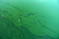 Blue-Green Algae – Effectiveness of this Wonderful Medicinal Algae