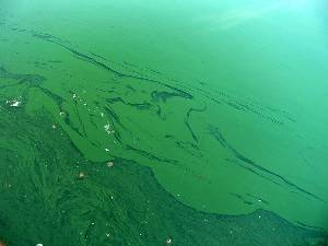 Blue-Green Algae – Effectiveness of this Wonderful Medicinal Algae