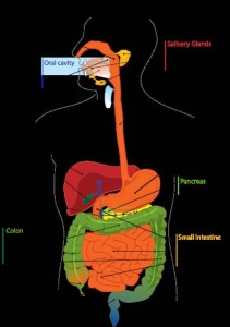 Digestive_system_diagram_en.svg Digestive_system_diagram_en.svg