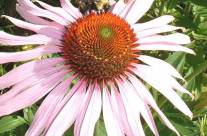Echinacea – Information and Health Benefits