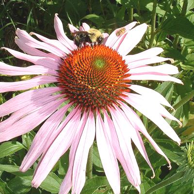 Echinacea – Information and Health Benefits