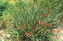 Ephedra – A Small but Potent Plant