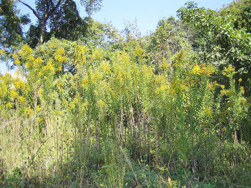 Goldenrod herb