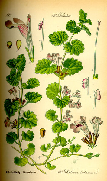 Ground Ivy Illustration