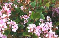 Hawthorn – Herb for the Circulatory Systems of the Heart