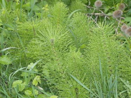 Horsetail – Benefits and Information