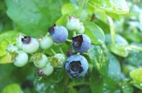Blueberry – Rich in Minerals and Antioxidants