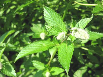 Health Benefits of Peppermint – The Menthol Plant