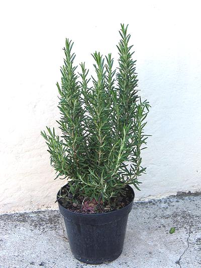 Rosemary – Uses, Side Effects and Precautions