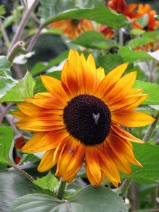 Sunflower rich in vitamin E