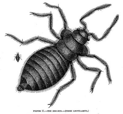 The_Bed-Bug_(Cimex_lectularius)