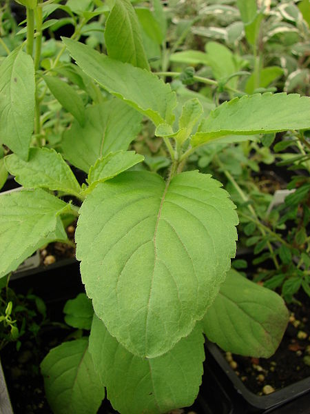 Tulasi or Tulsi Leaves