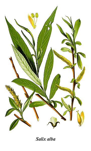 White willow illustration
