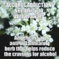 Home Remedies for Dealing with Alcohol Withdrawal