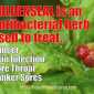 Goldenseal ? Uses and Safety Facts
