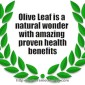 Olive Leaf – The Miraculous Source Of Health And Immunity